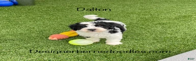 Dalton