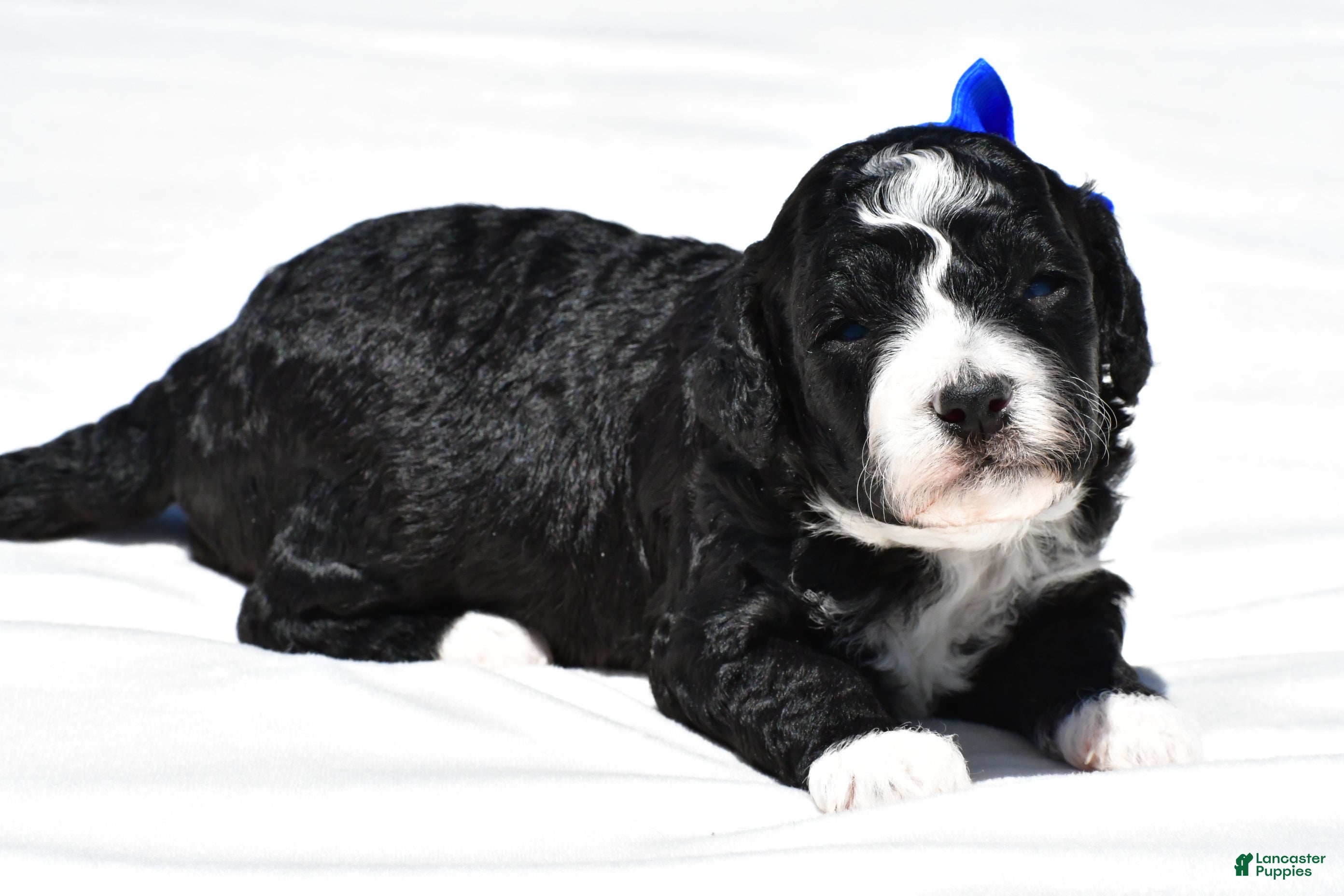 Mini Goldendoodle dogs Nemo - Ad 1
