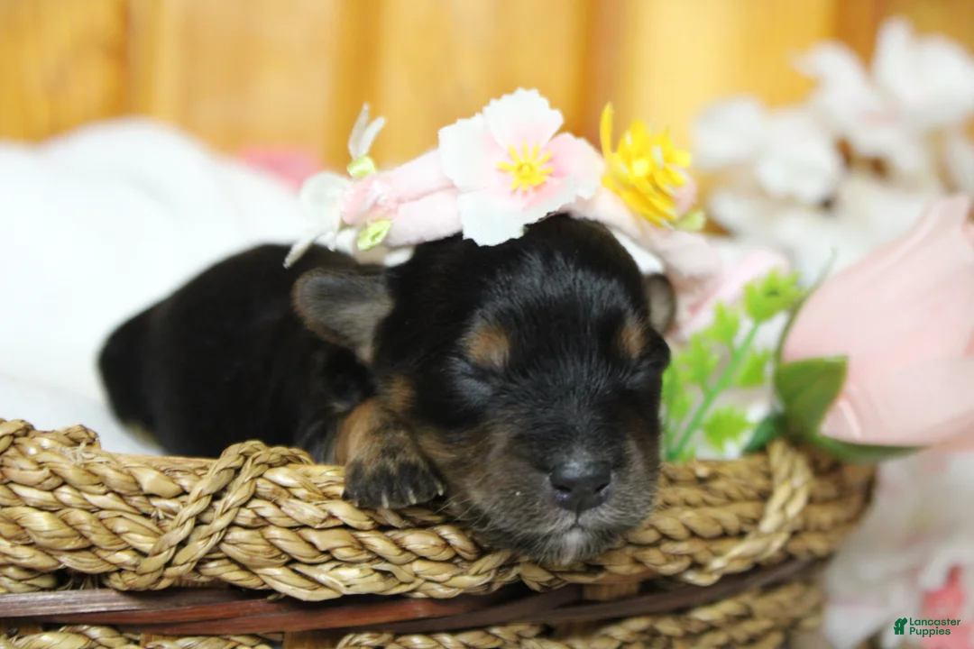 Yorkiepoo dogs for sale: Darling  - Ad 2