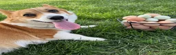 Welsh Corgi Pembroke dogs for sale: Ninny  - Ad 16