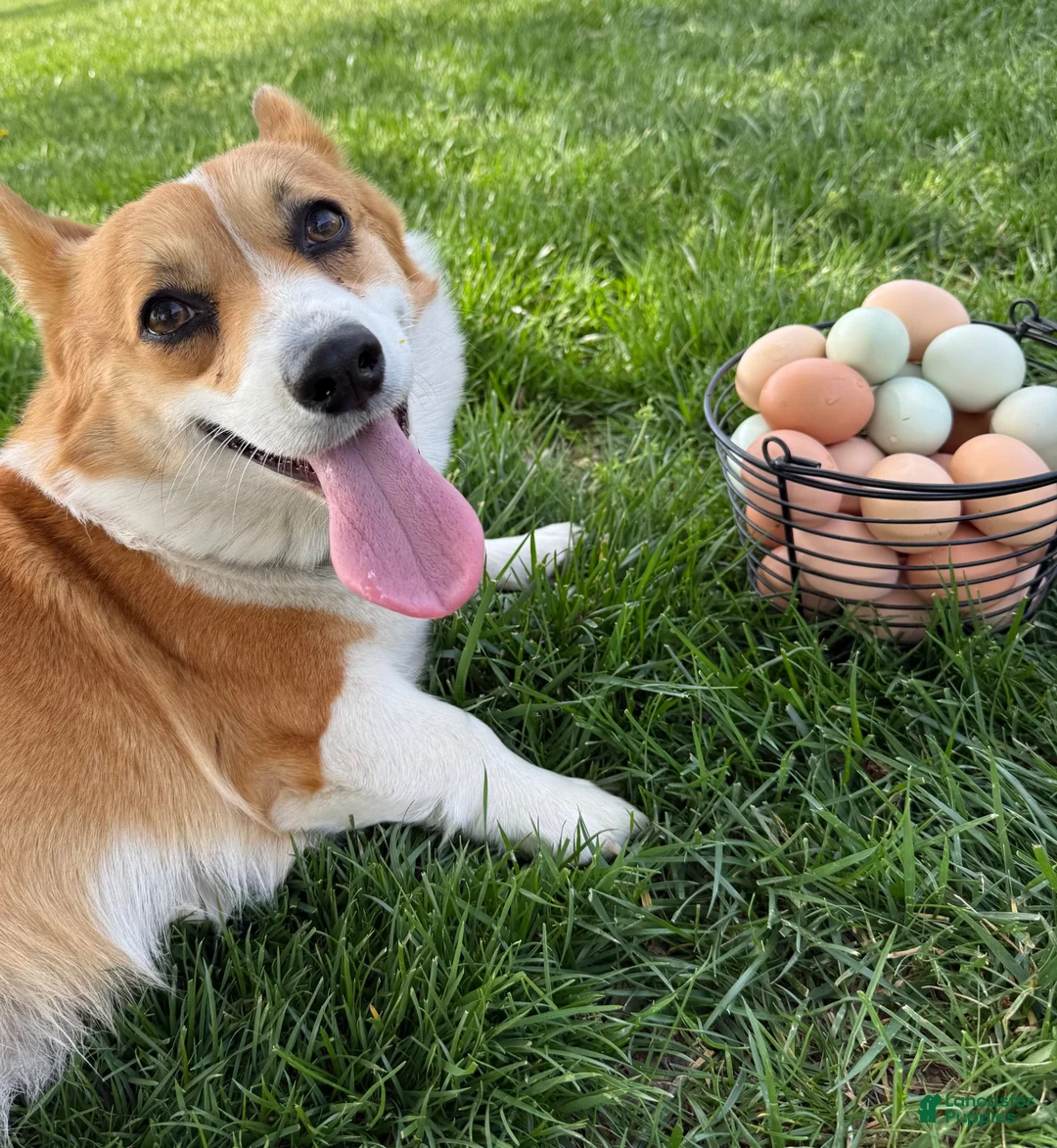Welsh Corgi Pembroke dogs for sale: Ninny  - Ad 16