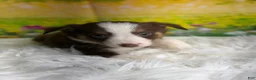 Australian Shepherd dogs for sale: Australian Shepherd Flash - Ad 8