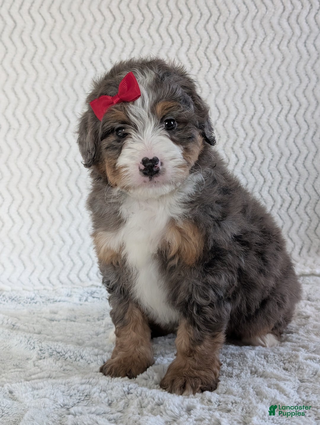 Mini Bernedoodle dogs for sale: Mini Wyatt  - Ad 2