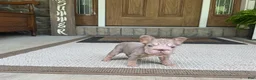 French Bulldog dogs for sale: Lottie - Ad 6
