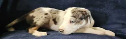 Catahoula Leopard Dog dogs for sale: Gabby F2025 M1 - Ad 19