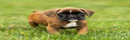 Boxer dogs for sale: Lori Boxer Puppy  - Ad 1