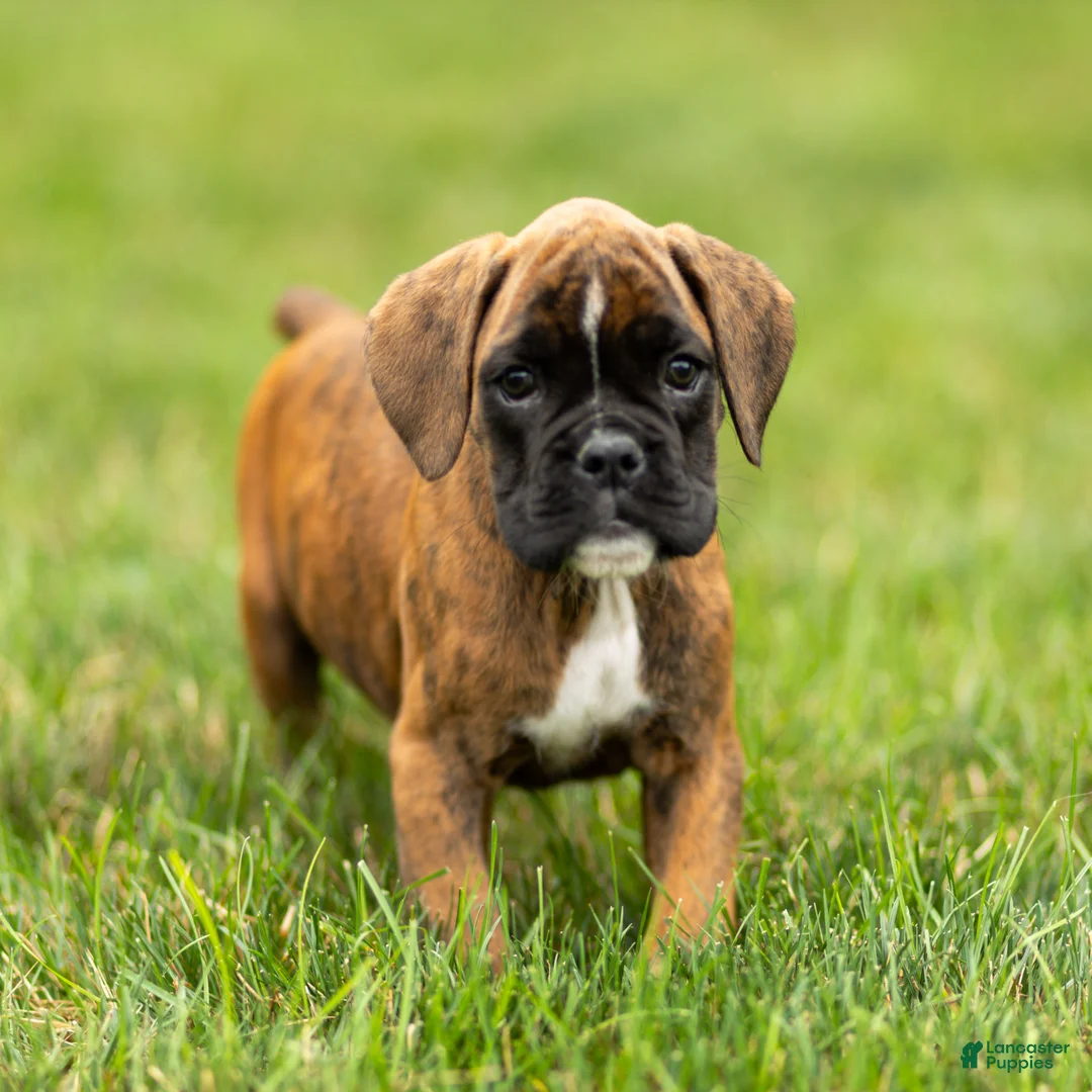 Boxer dogs for sale: Lori Boxer Puppy  - Ad 1