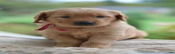 Golden Retriever dogs for sale: Red Collar - Ad 7