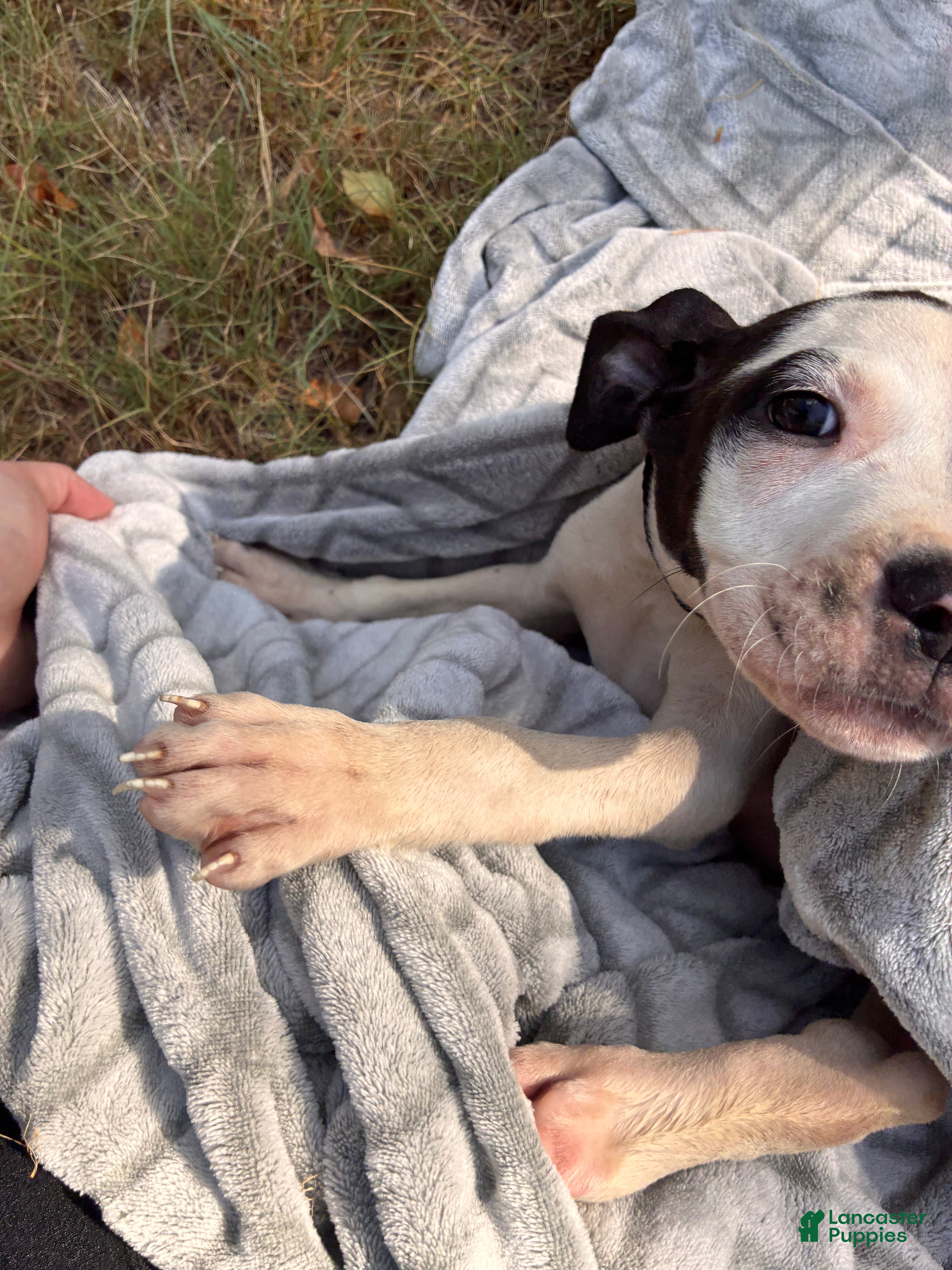 American Bully dogs Zara - Ad 33