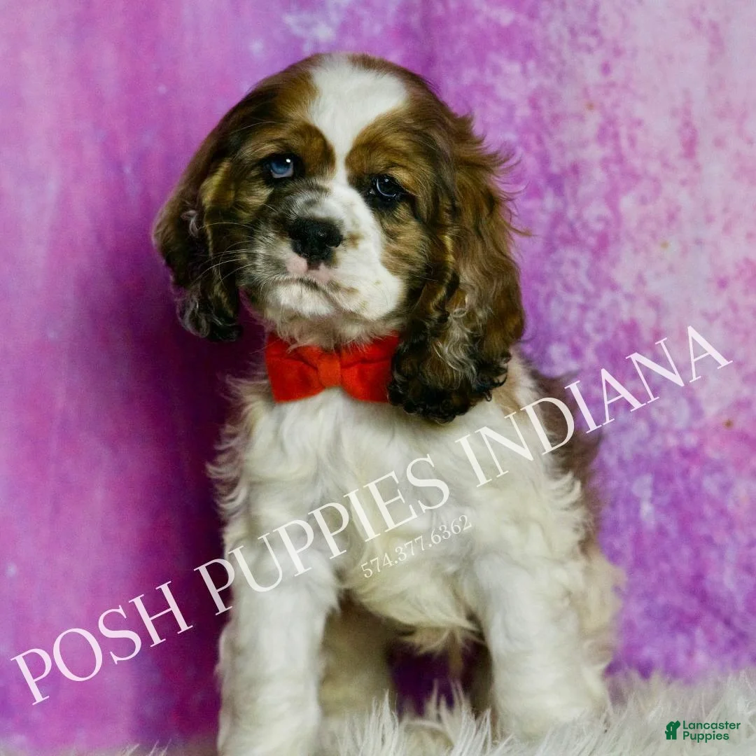 Cocker Spaniel dogs for sale: Comet - Ad 5