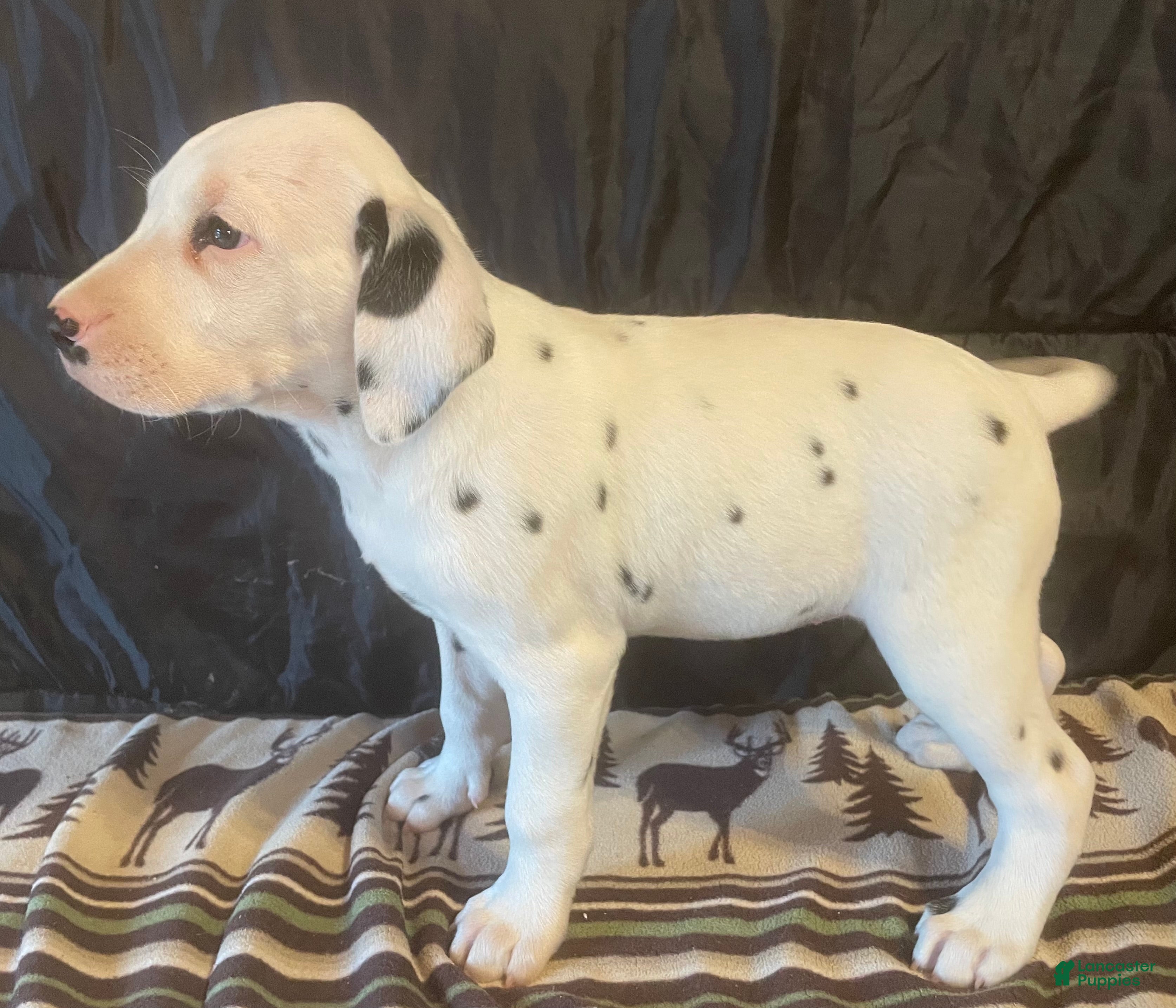 Dalmatian dogs Rosy - Ad 1