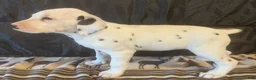 Dalmatian dogs for sale: Rosy - Ad 1