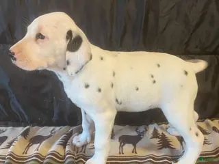 Dalmatian dogs for sale: Rosy - Ad 2
