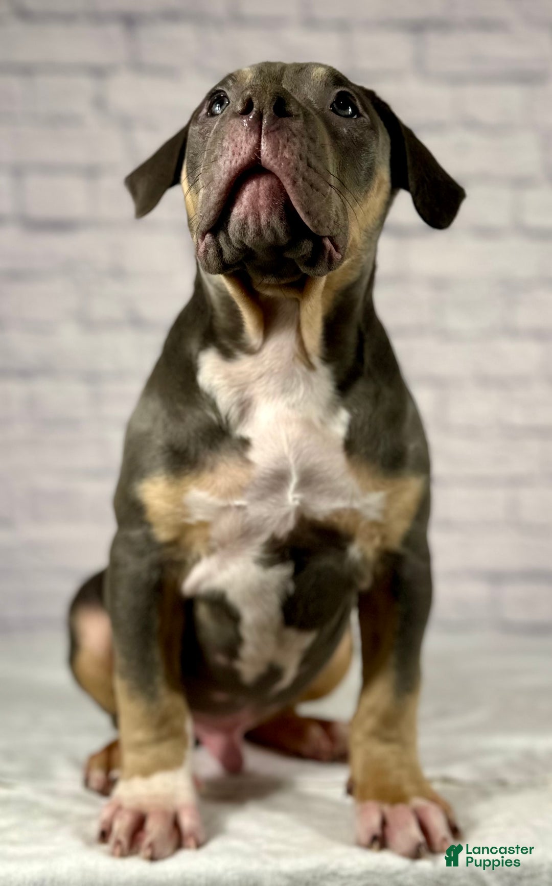 American Bully dogs for sale: Diezel - Ad 8