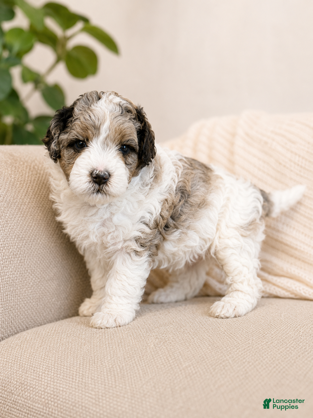 Shihpoo dogs Parti Male Shihpoo Puppy Available  - Ad 1