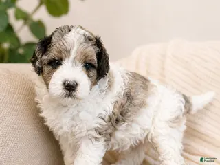 Shihpoo dogs for sale: Parti Male Shihpoo Puppy Available - Ad 1