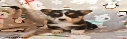 Welsh Corgi Pembroke dogs for sale: Gus - Ad 3