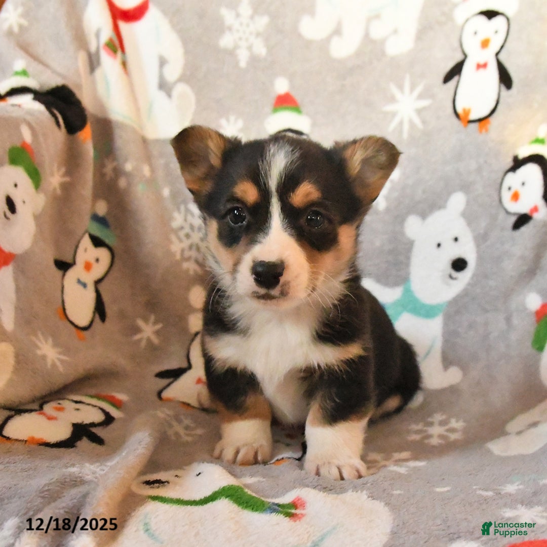 Welsh Corgi Pembroke dogs for sale: Gus - Ad 3