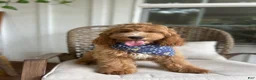 Cockapoo dogs for sale: Puppy 1 - Ad 4