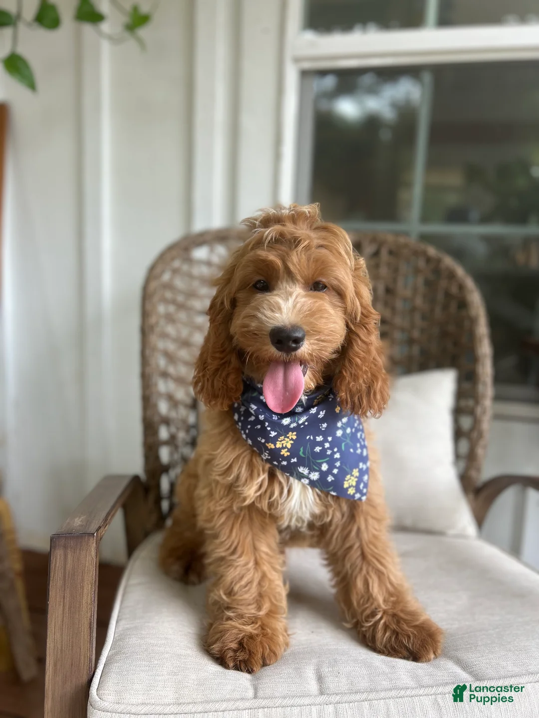 Cockapoo dogs for sale: Puppy 1 - Ad 4