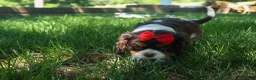 Cavalier King Charles Spaniel dogs for sale: Bentley 🐾🐶 - Ad 9