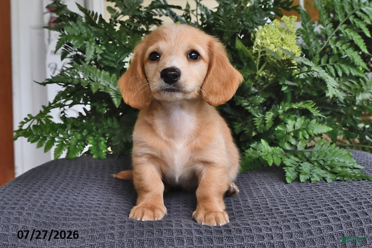 Miniature Dachshund dogs Tanner - Ad 1