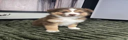 Miniature Australian Shepherd dogs for sale: Scooter  - Ad 15