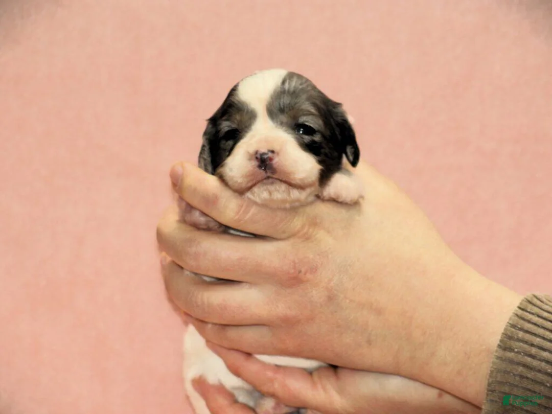 Cavapoo dogs for sale: Esther - Ad 2