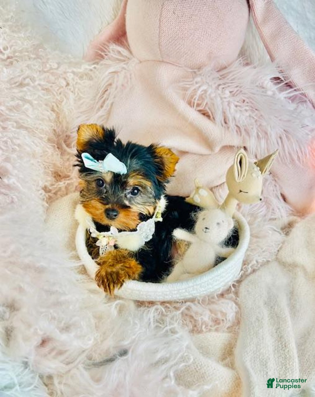 Yorkshire Terrier dogs for sale: Yorkshire Terrier Puppy 1 - Ad 2