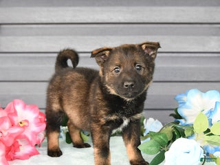 Mixed Breed dogs - Ad 34