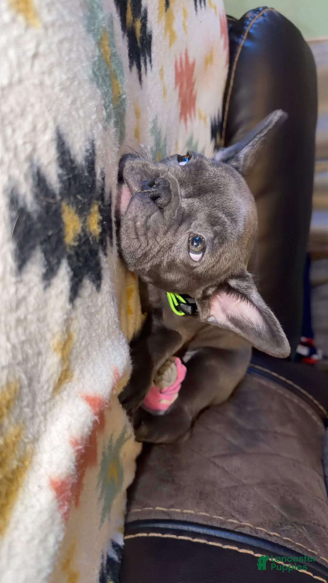 French Bulldog dogs for sale: French Bulldog Puppy  - Ad 4