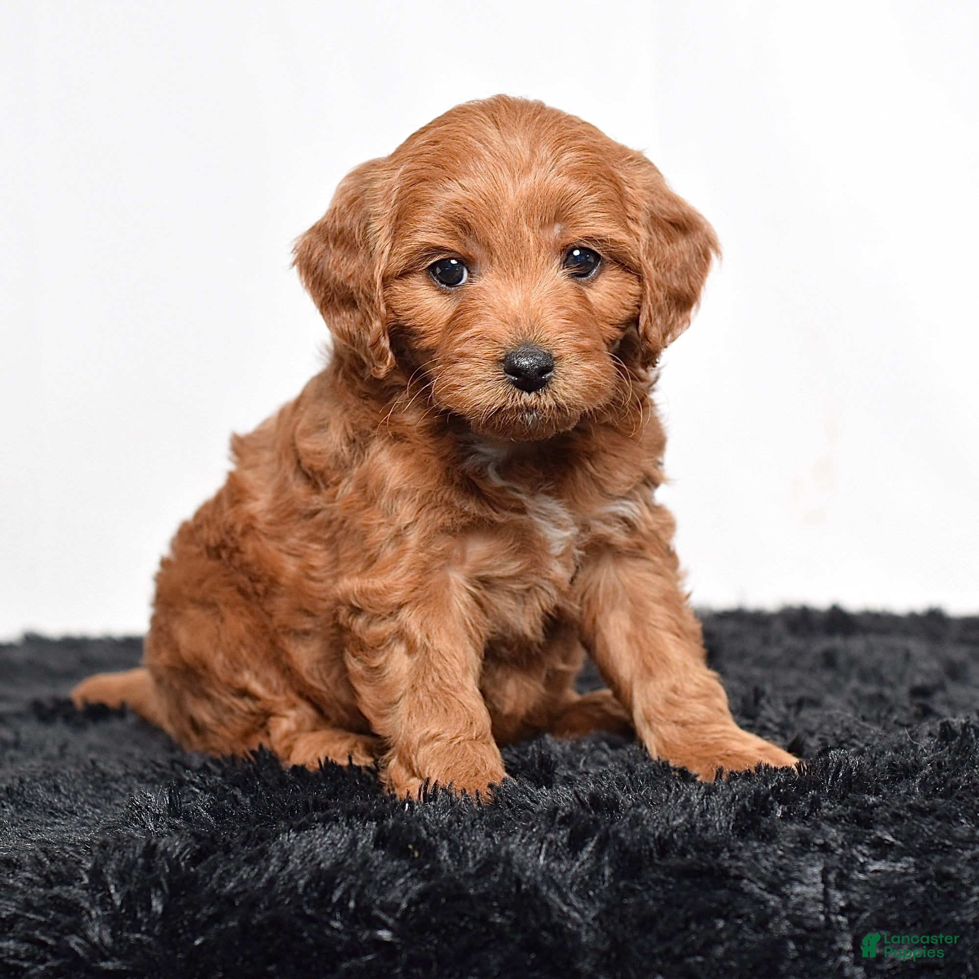 Mini Goldendoodle dogs for sale:  Macy - Ad 5