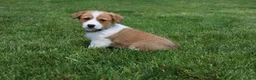 Welsh Corgi Pembroke dogs for sale: Shophie  - Ad 1