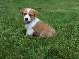 Welsh Corgi Pembroke dogs for sale: Shophie - Ad 3