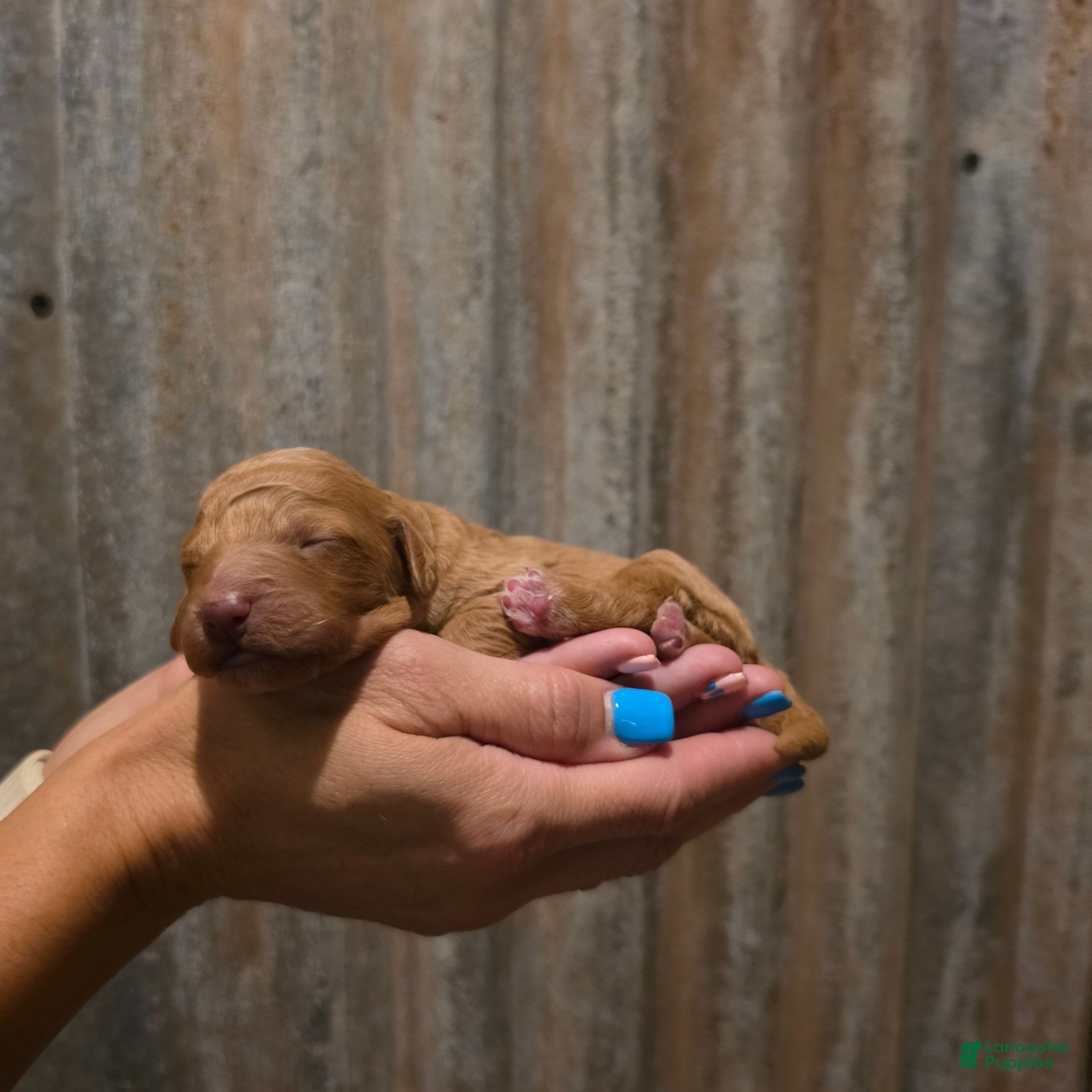 Mini Goldendoodle dogs Mini Goldendoodle 3 "Maple" pending  - Ad 2