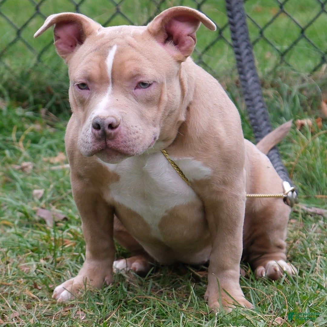 American Bully dogs for sale: Juno - Ad 2