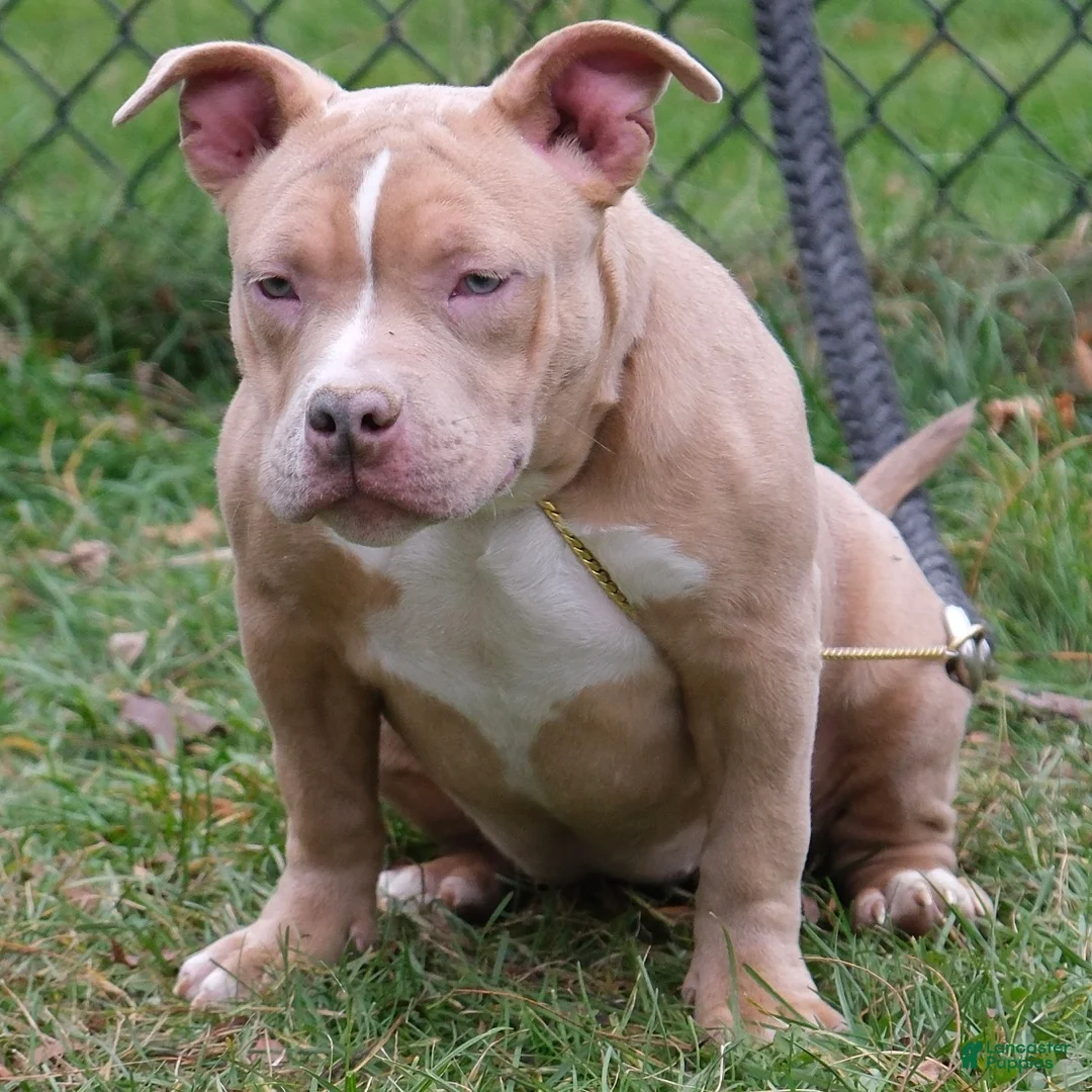 American Bully dogs for sale: Juno - Ad 2