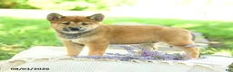 Shiba Inu dogs for sale: Jewel  - Ad 3