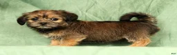 Shorkie dogs for sale: Stewart - Ad 3