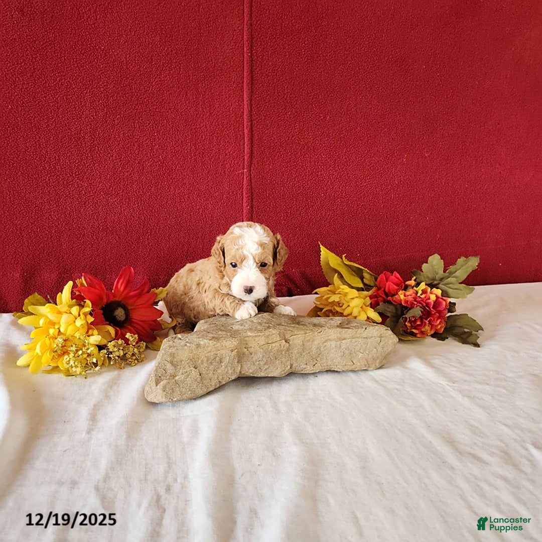 Cavapoo dogs for sale: Timmy - Ad 5