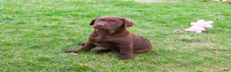 Labrador Retriever dogs for sale: Macy - Ad 4