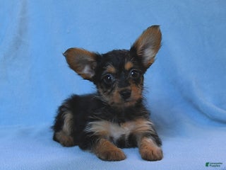 Mixed Breed dogs - Ad 2