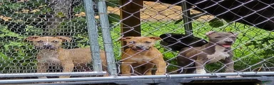 Mixed Breed 1