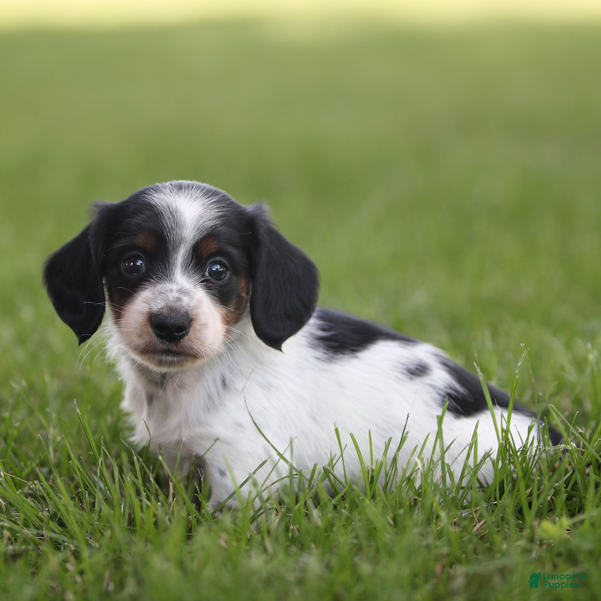 Miniature Dachshund dogs Duke Miniature Dachshund Puppy  - Ad 1