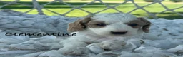 Cavapoo dogs for sale: Clementine  - Ad 1