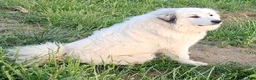 Great Pyrenees dogs for sale: Rudolph - Ad 5