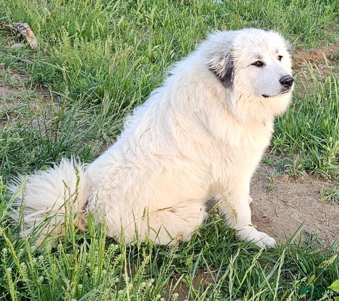 Great Pyrenees dogs for sale: Rudolph - Ad 5