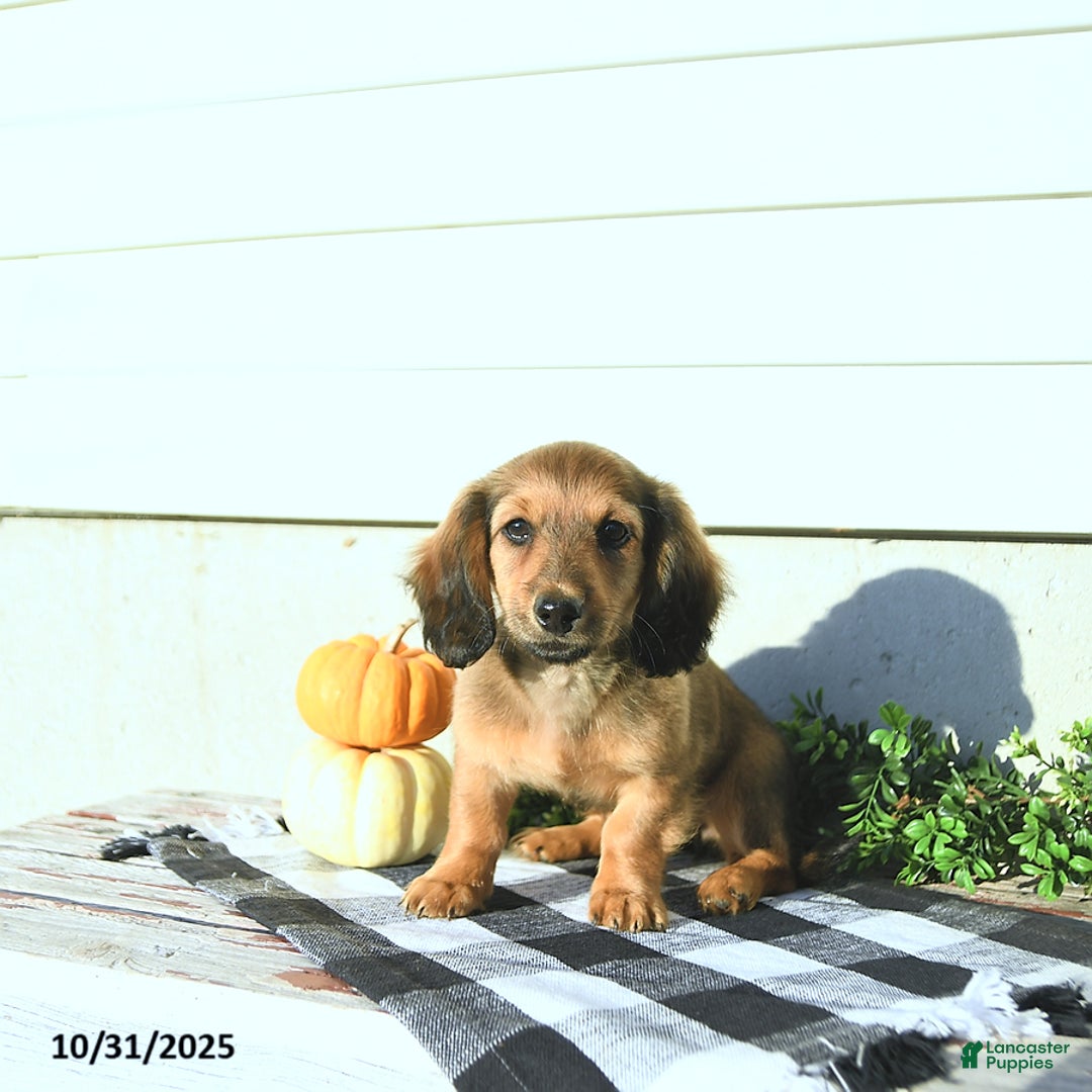 Miniature Dachshund dogs for sale: Chloe - Ad 6