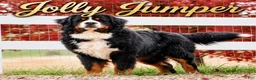 Bernese Mountain Dog dogs for sale: Mr. Barney - Ad 10