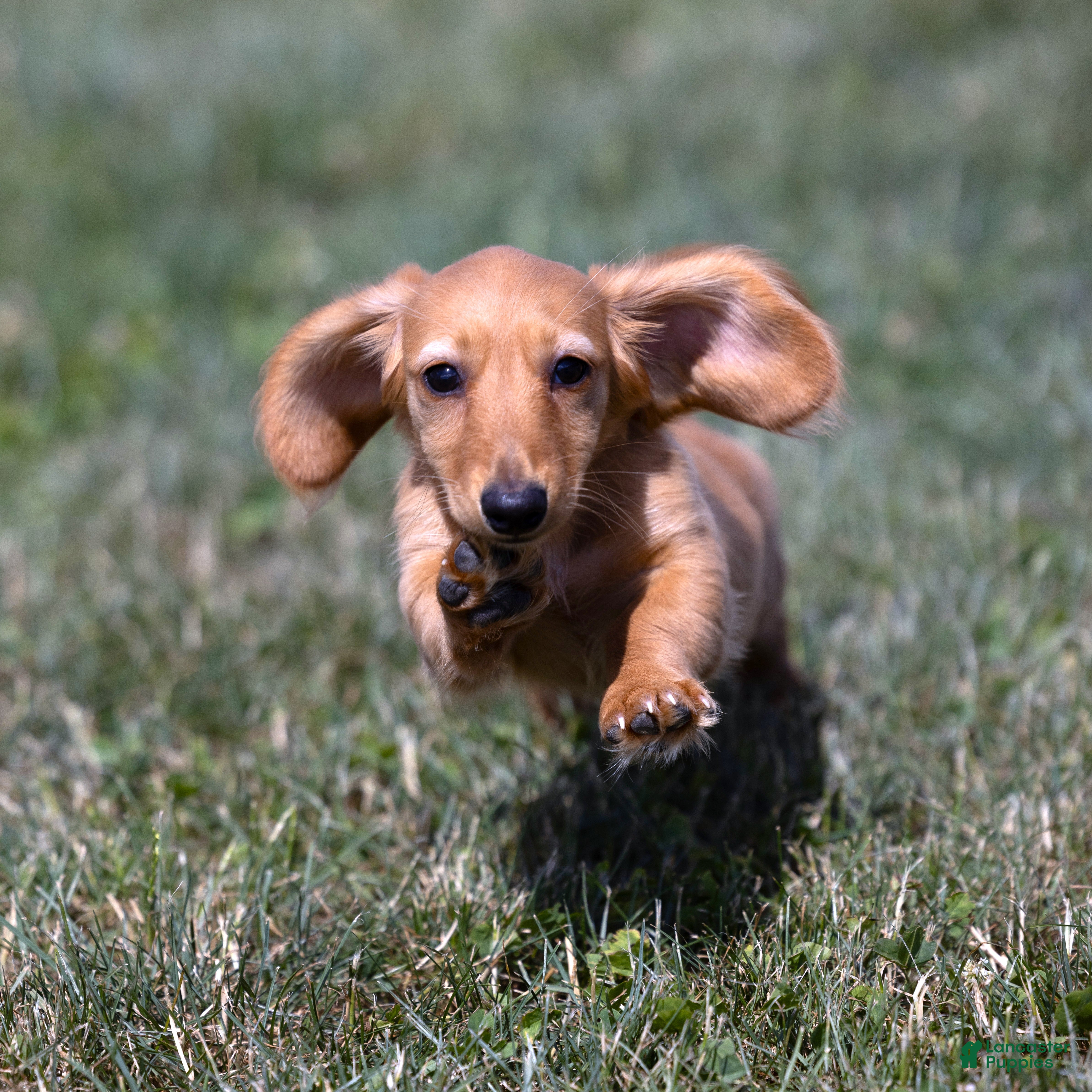 Miniature Dachshund dogs Macchiato  - Ad 2